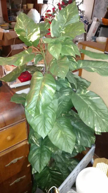 North Aiken Flea Market