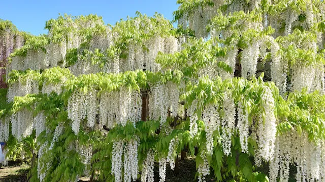 Ashikaga Flower Park Parking Lot