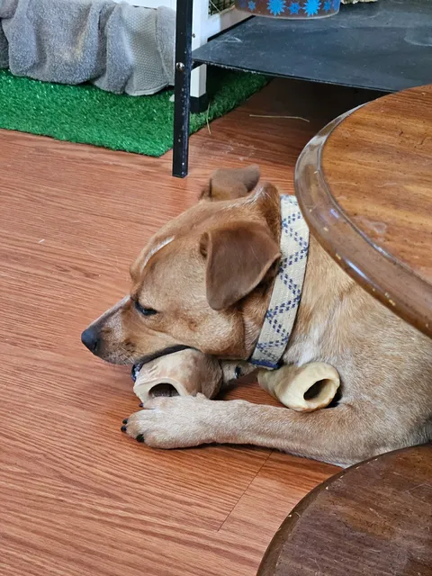 Furry Feet Rescue Inc.