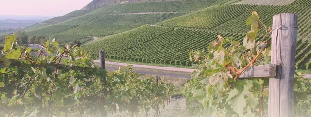 Winery Tours of Niagara