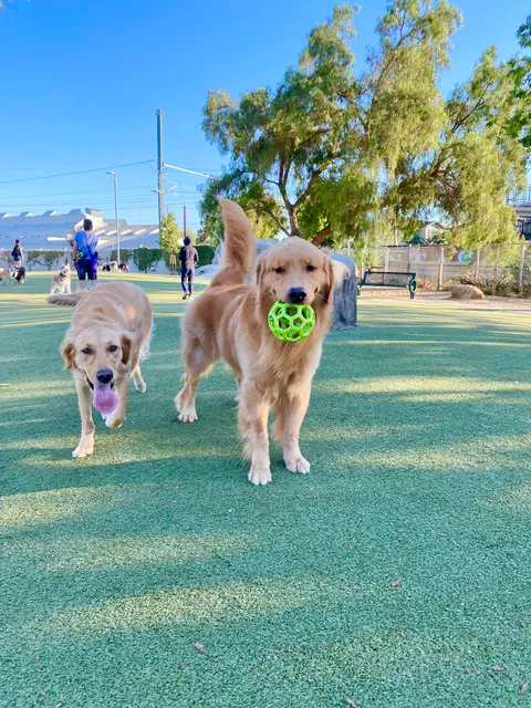 Reed Street Dog Park