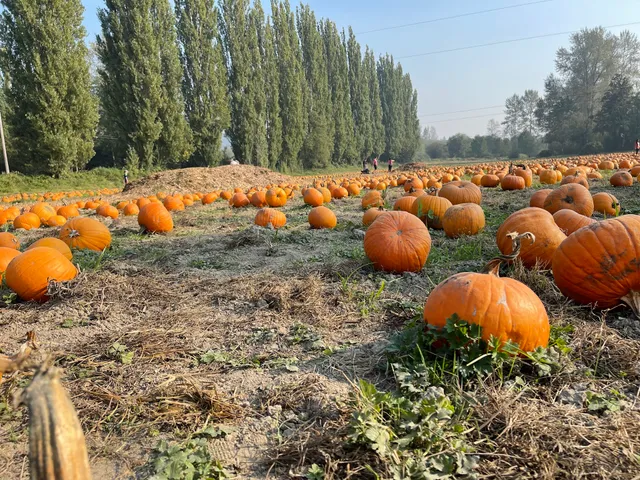 Fall City Farms