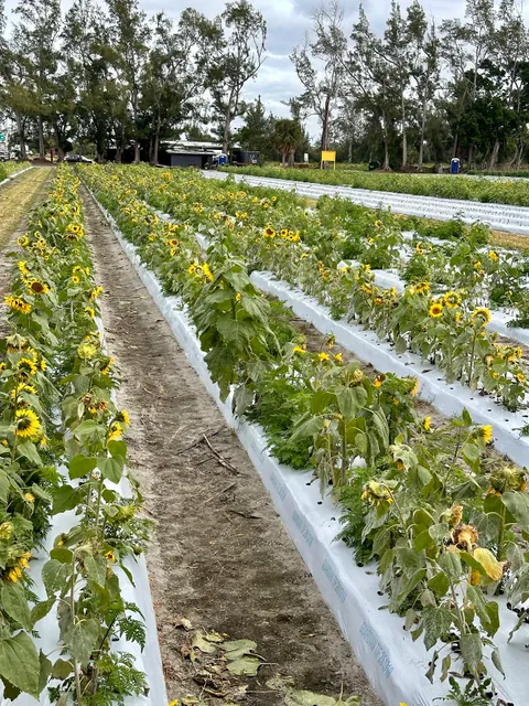 Farmer Mikes U Pick of Fort Myers