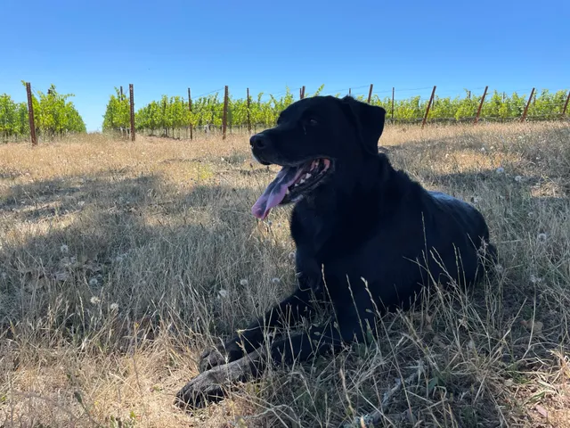 Black Dog Vineyard & Winery Tasting Room