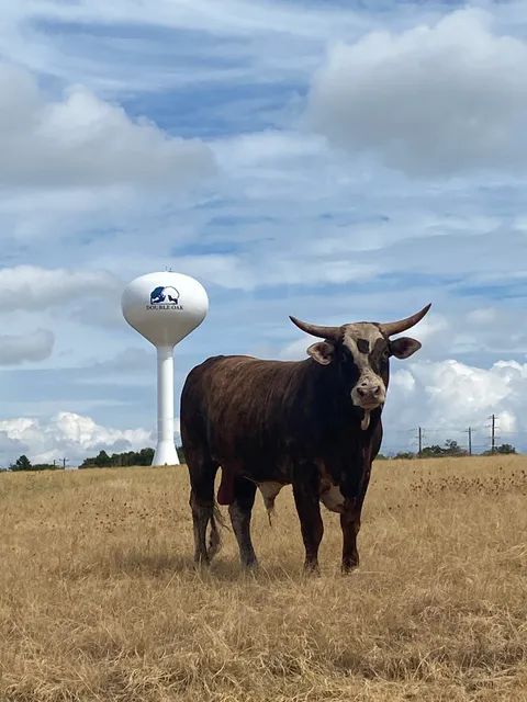 Living Earth - Double Oak