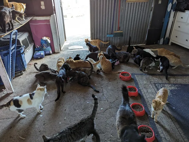 Dreamland for Cats / Rescue/ Cat Café