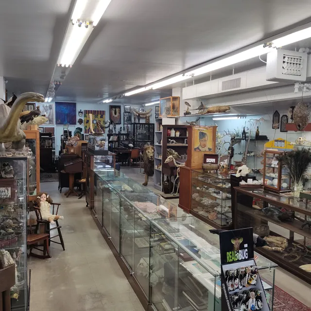 Cabinet of Curiosities