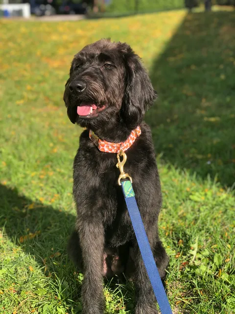 Home At Last Dog Rescue