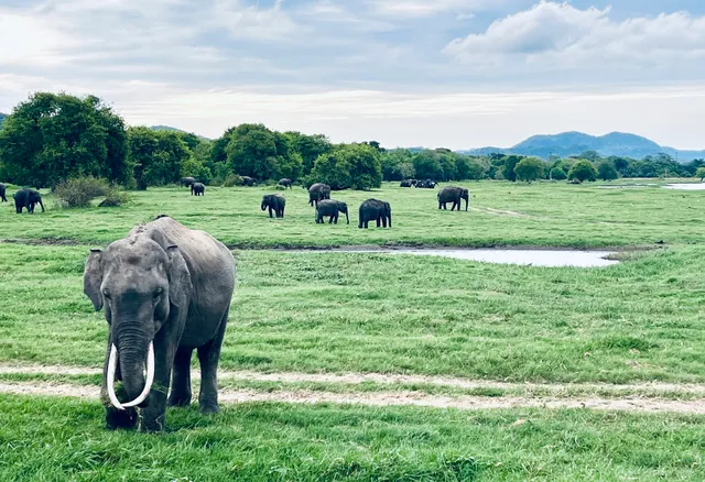 Minneriya National Park