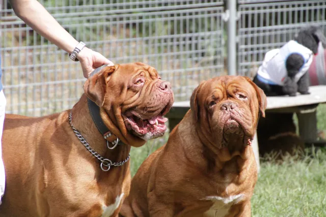 ひょうごアニマルサークル わんわんパーク