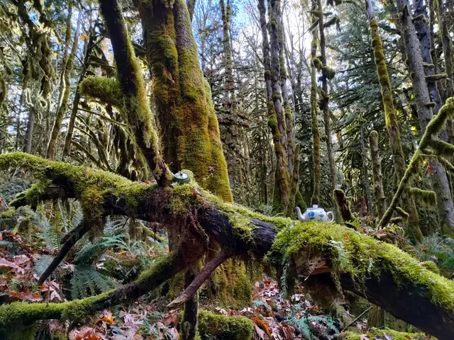 Teapot Hill Trailhead