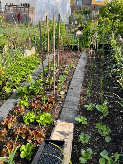 University District P-Patch Community Garden