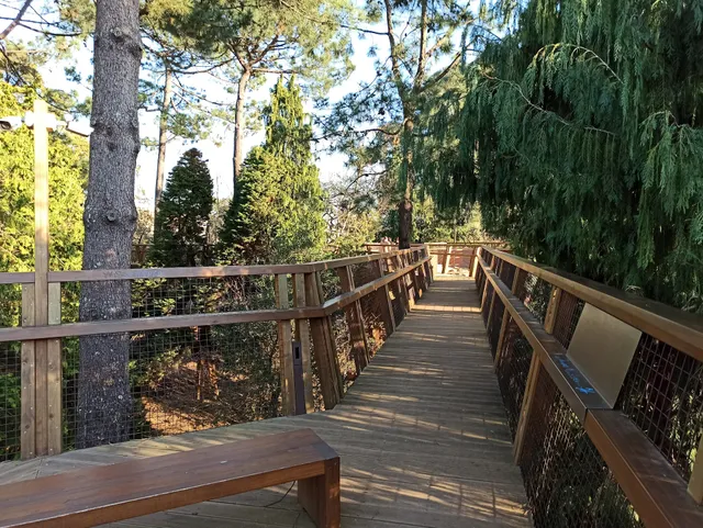 Treetop Walk Serralves