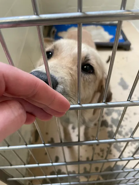 Tuscaloosa Metro Animal Shelter