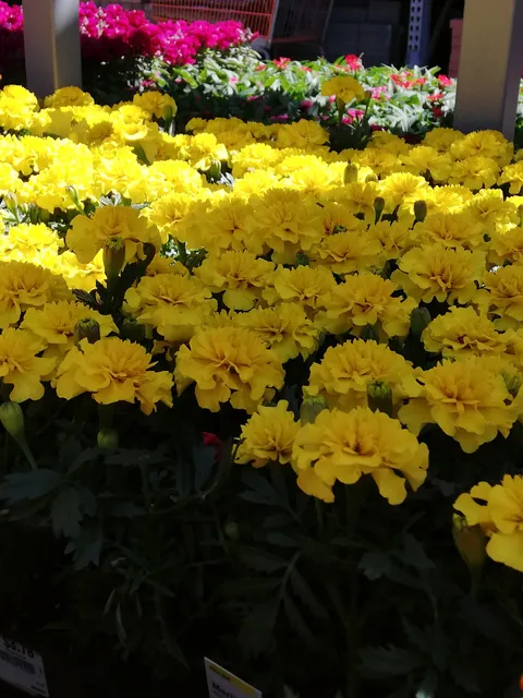 Garden Center at The Home Depot