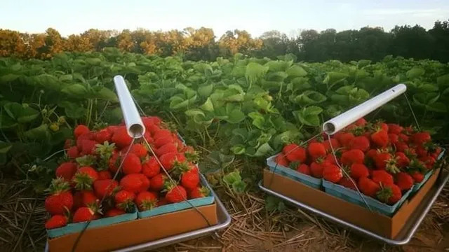 Bonacorsi Family Farm (Berry Farm)