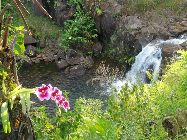 The Mauna Kea Cloudforest Bioreserve