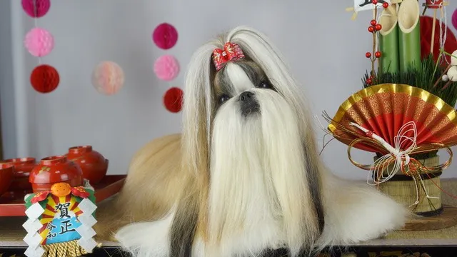 Dogcafe BJ（ドッグカフェBJ）