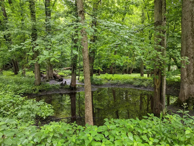 Warren Woods Forest Primeval