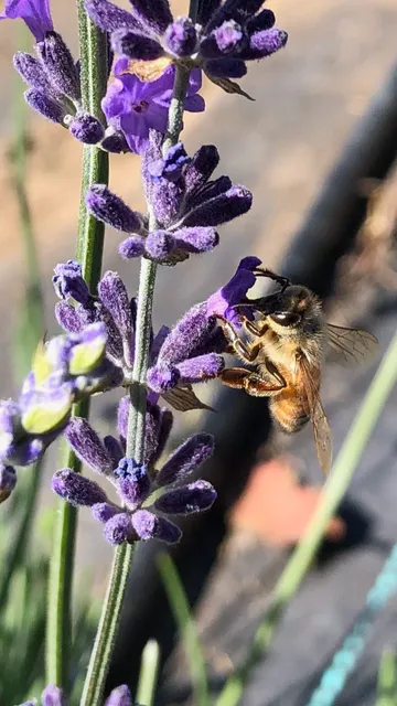 Charsaw Farms Lavender and Herbs