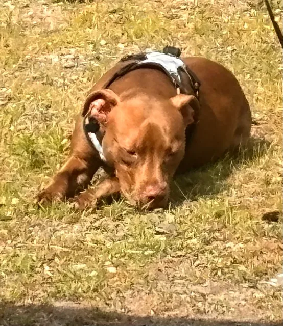 Greater Androscoggin Humane Society