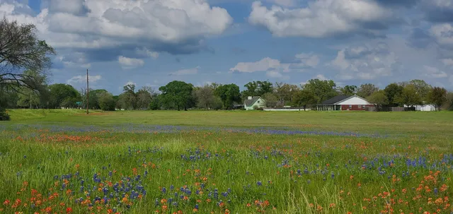 Brenham Livestock Auction