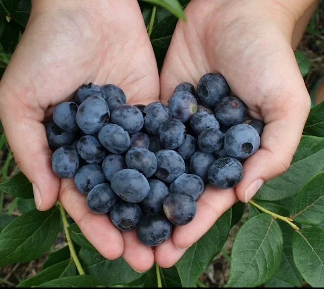 Murphy's blueberry farm
