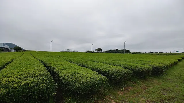 Jeju Osulloc Tea Museum