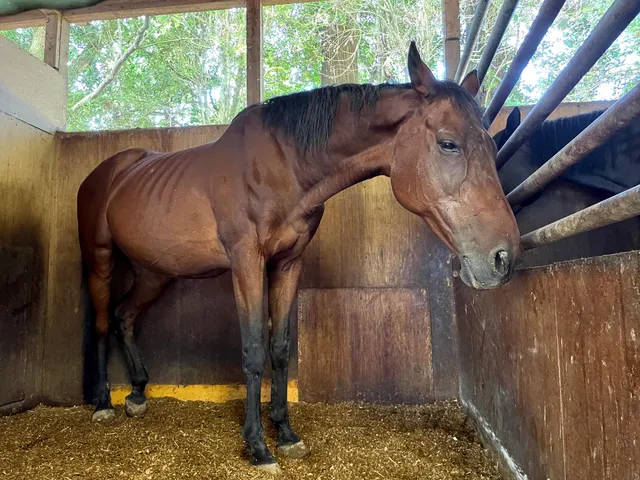 マーサファーム