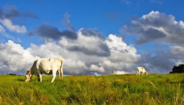 Stättareds 4H-gård & vandrarhem