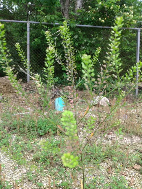 Missouri University of Science and Technology's Experimental Mine