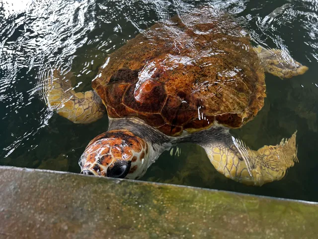 Sea Turtles Conservation Station