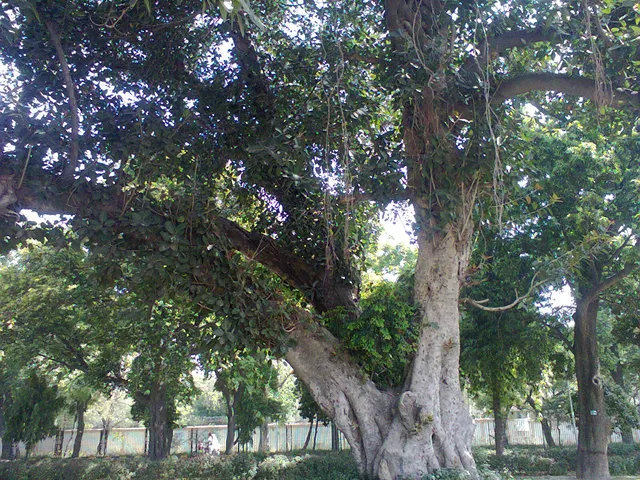 Jinnah Bagh Playing area