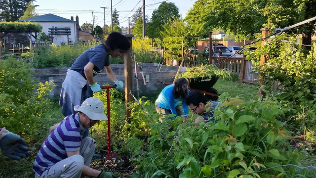 Angel Morgan P-Patch Community Gardens