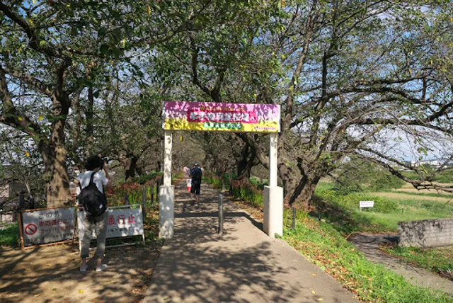 権現堂桜堤 東端