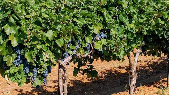 The Triple D Winery and Event Center