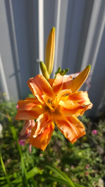 Hawkins Pet & Exotic Animal Clinic