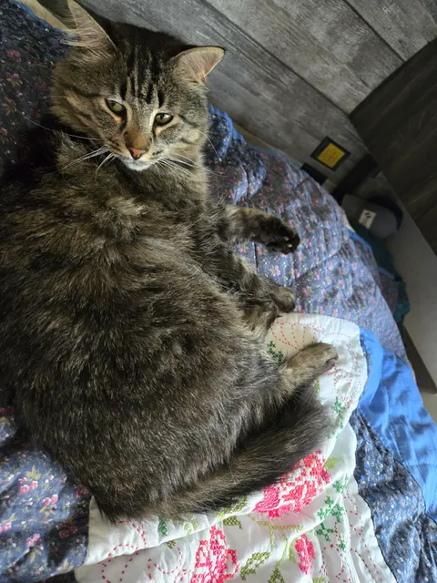 Kitty Camp Cat Resort