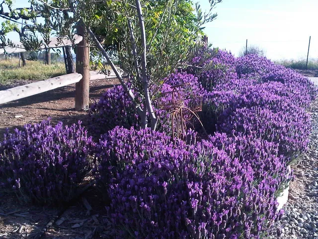 Temecula Lavender Co