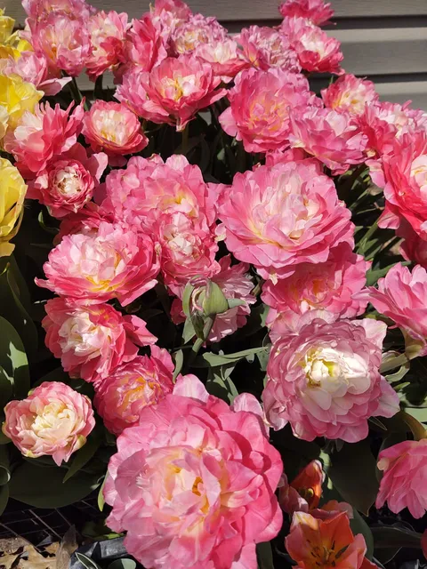 Bloom and Harvest Farm Stand