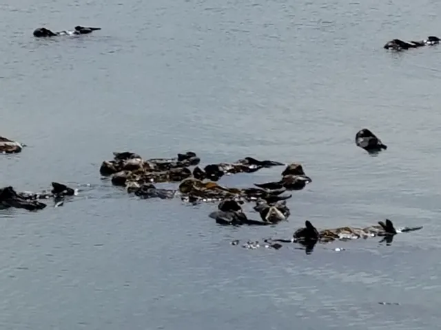 Morro Estuary Natural Preserve
