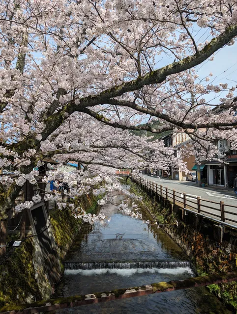 城崎温泉の桜並木