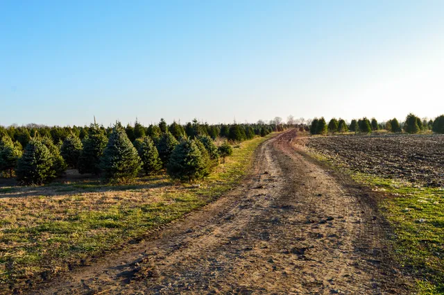 Piney Acres Tree Farm