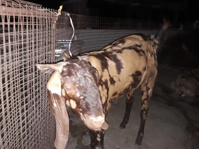 Yadav Pavitra Bhojnalya