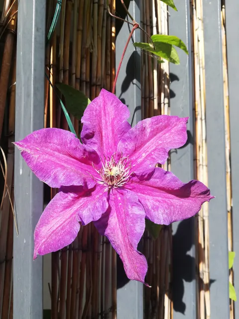 Marché rue Rémy Dumoncel