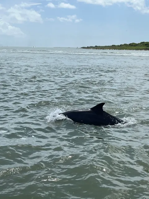 Baywatch Dolphin Tours
