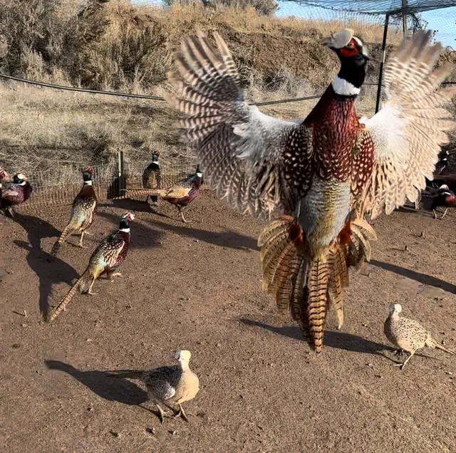 Northwest Game Birds