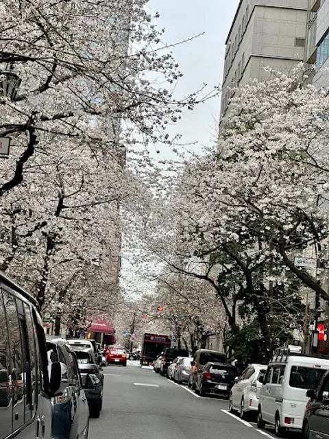 Yaesu Sakura Street (Sakura Dori)