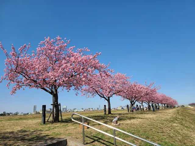 Sakuratsutsumi Park