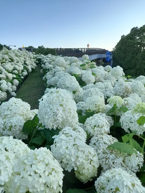 Hydrangea Stairs at Symbol Promenade Park
